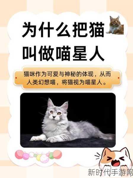 小森生活猫咪互动秘籍，解锁与喵星人的亲密无间